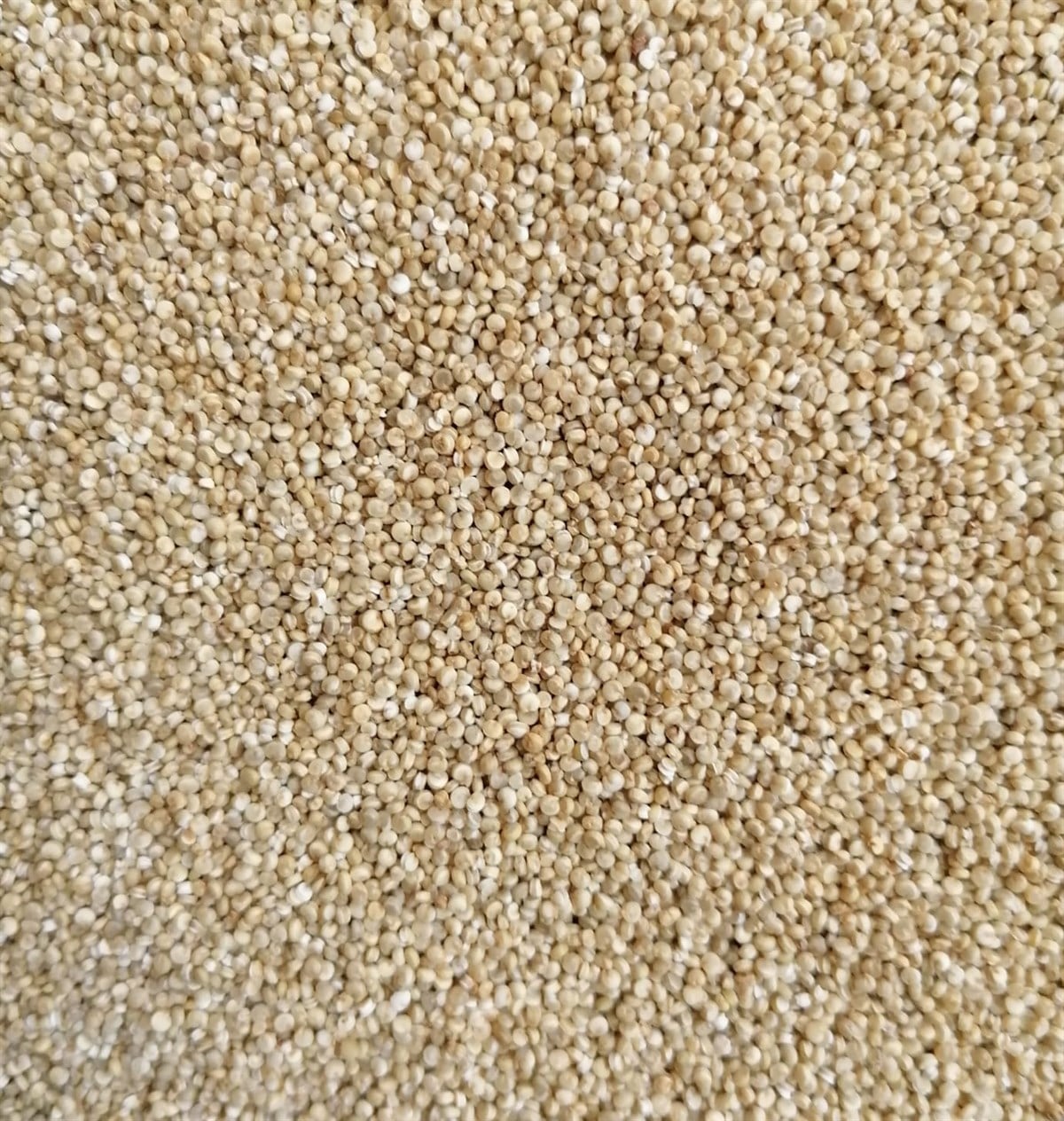 Glutensiz Beyaz Kinoa Tane Glutensiz Ürünler