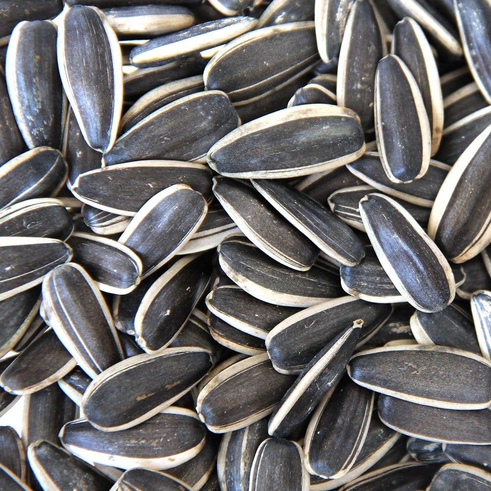Ayçiçek Büyük 2,5 kg