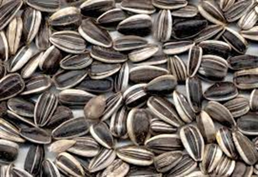 Ayçiçek Küçük 3 kg