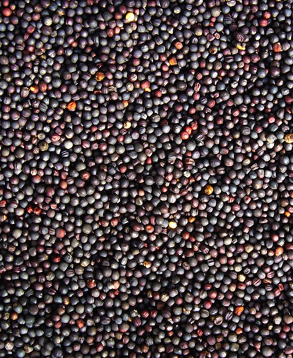 Şalgam (Rape Seed) 750 gr