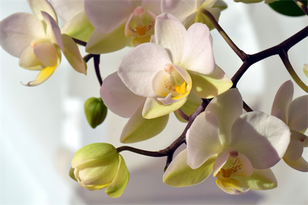 Orkide & Yasemin El Yapımı Doğal Sabun 95gr