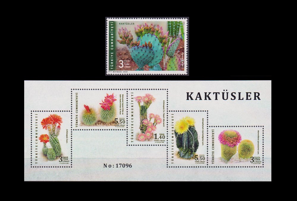 1340-Kaktüsler