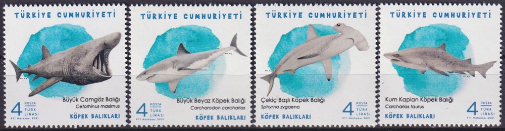 1373-Köpek Balıkları