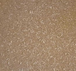 Reflection EM-147 Krem Duvar Kağıdı