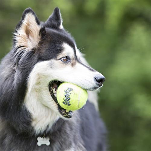 Kong Air Sq Sesli Tenis Top Köpek Oyuncağı