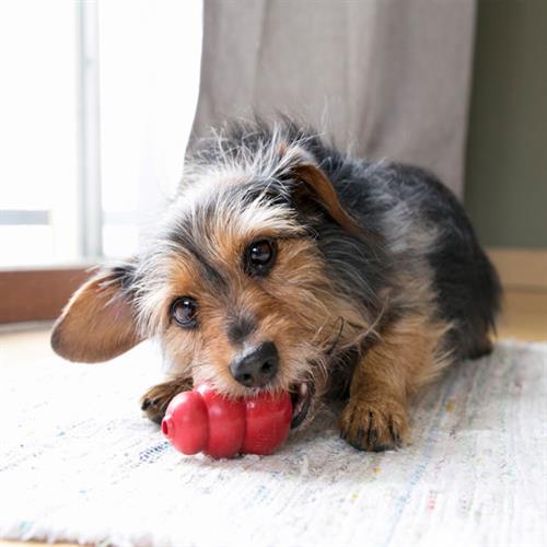 Kong Classic Ödül Hazneli Köpek Oyuncağı