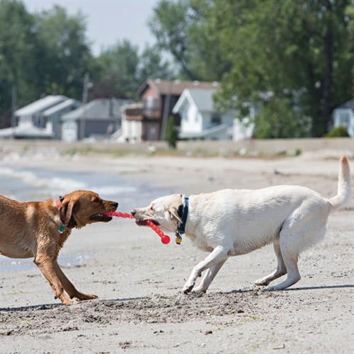 Kong Safestix Termoplastik Köpek Oyuncağı