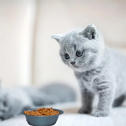 Nicky Kitten Tahıllı Yüksek Protein Tavuklu Yavru Kedi Maması