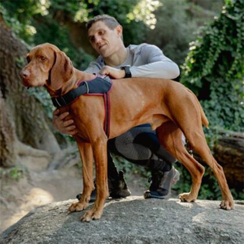 Rogz Airtech Sport Tuig Emniyet Kilitli ve Dolgulu Köpek Göğüs Tasması Kırmızı