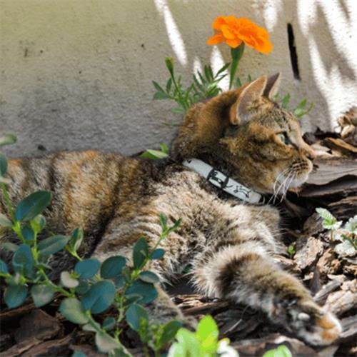 Rogz Catz GlowCat Halsband Karışık Desenli Çıngıraklı Kedi Boyun Tasması