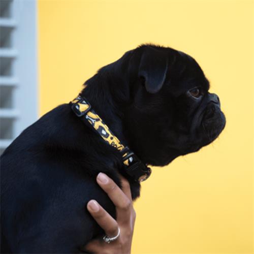 Rogz Fashion Halsband Karışık Desenli Köpek Boyun Tasması Mavi