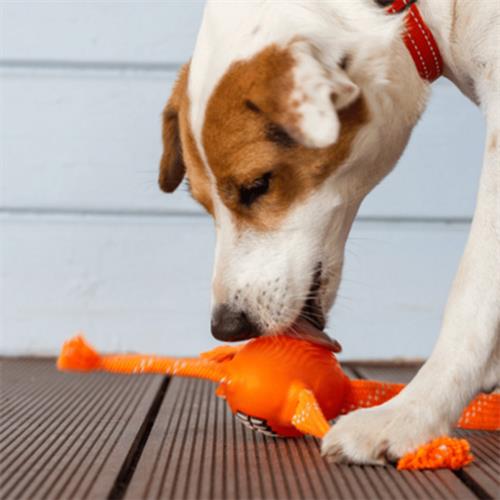 Rogz Toyz Grinz Flossy Gülen Surat Diş Bakım Köpek Oyuncağı Pembe