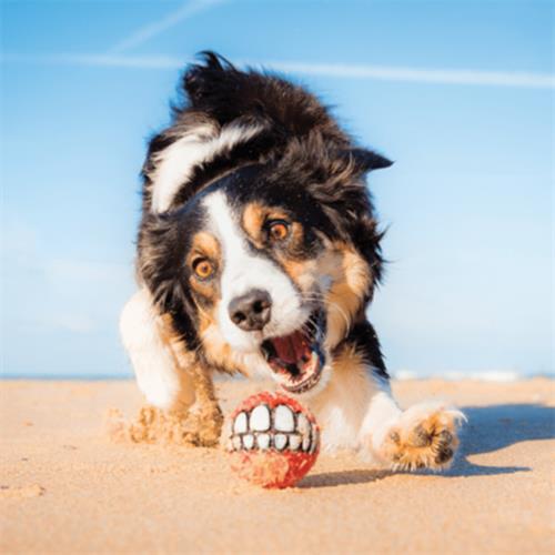 Rogz Toyz Grinz Ödül Hazneli Köpek Oyun Topu Kırmızı