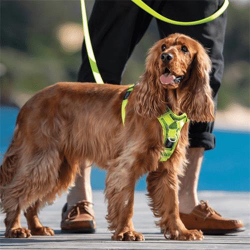 Rogz Utility Control Tuig Durma Çekme Kontrollü Dokuma Köpek Göğüs Tasması Sarı