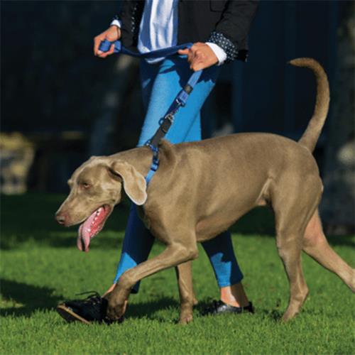 Rogz Utility Control Web Halsband Güvenlikli Dokuma Köpek Boyun Tasması Kırmızı