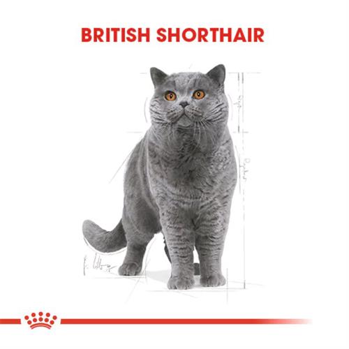 Royal Canin British Shorthair Adult Yetişkin Kedi Maması