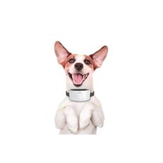Doggie Premium Havlama Önleyici Köpek Eğitim Tasması