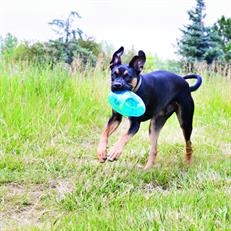 Kong Köpek Jumbler Toplu Oyuncak