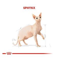 Royal Canin Tüysüz Sphynx Cinsi Yetişkin Kedi Maması