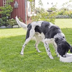 Trixie Köpek ve Kedi Suluğu