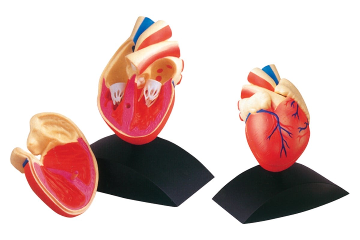 Kalp Modeli