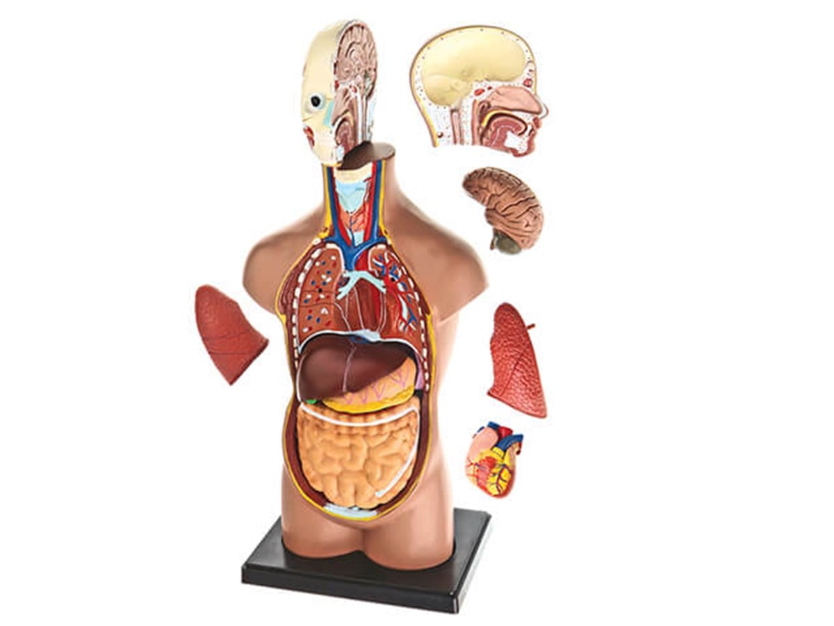 Küçük İnsan Vücudu Maketi 27 cm