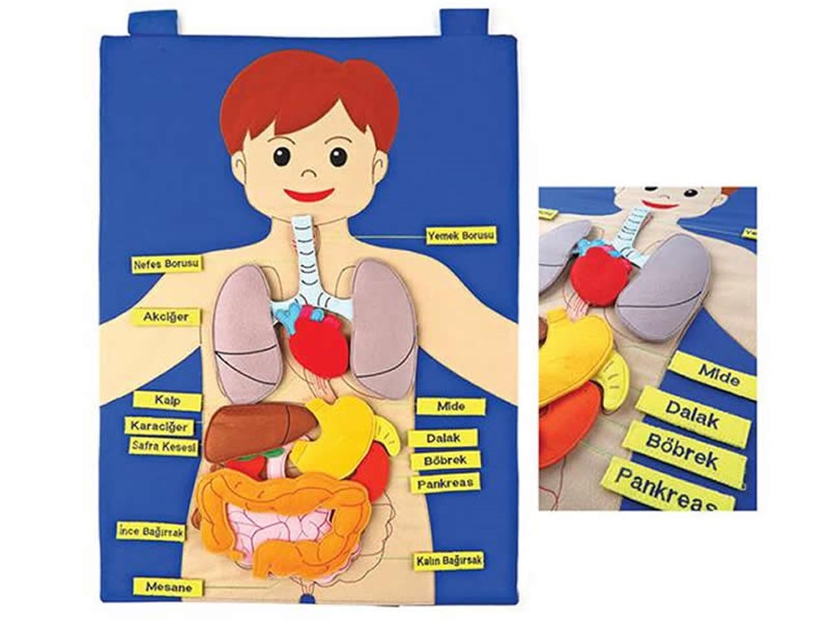 Vücudumuz Cırtlı Pano