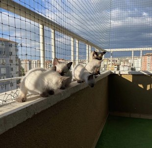 Winblock Pets Balkonlar için Kedi Güvenli Ağı 200cm x 300cm