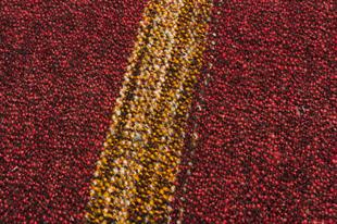 MÜRDÜM SARİ RENGİ ÇİZGLİ KİLİM PASPAS