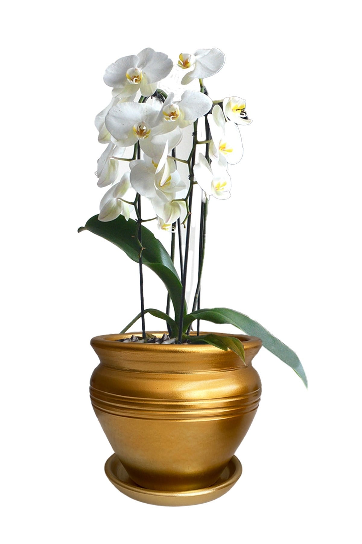 Evdek Tabaklı Klasik Altın Çömlek Saksı 19x19 Cm