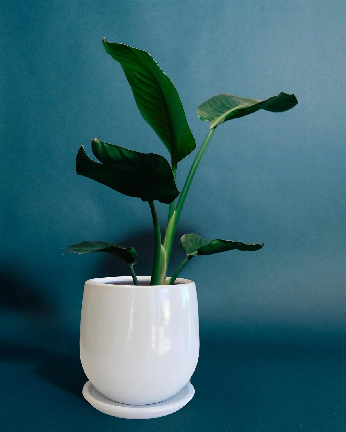 Evdek Tabaklı Armut Beyaz Çömlek Saksı 15x15 Cm