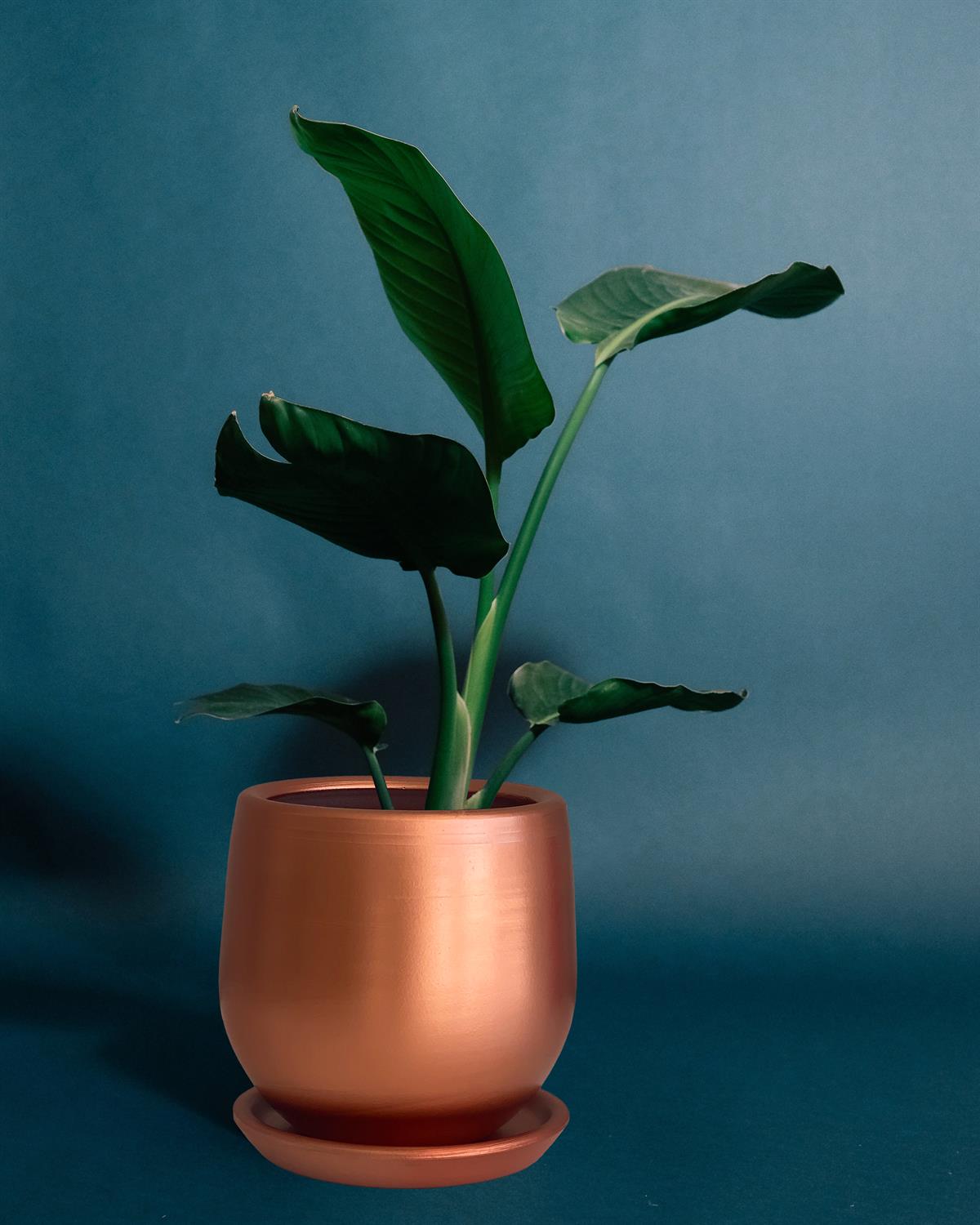 Evdek Tabaklı Armut Bronz Çömlek Saksı 15x15 Cm