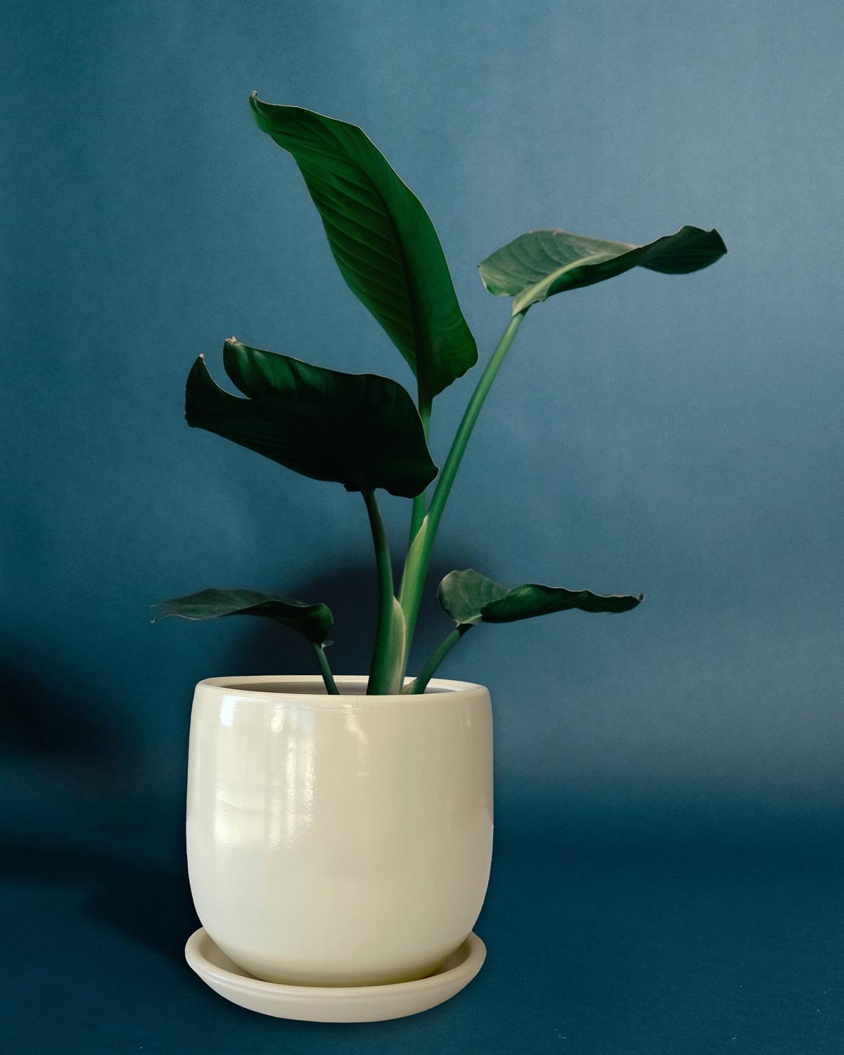 Evdek Tabaklı Armut Krem Çömlek Saksı 15x15 Cm