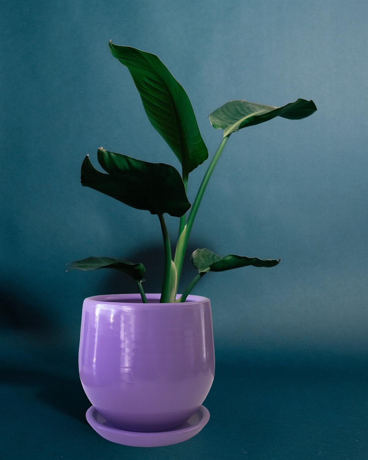 Evdek Tabaklı Armut Lila Çömlek Saksı 15x15 Cm