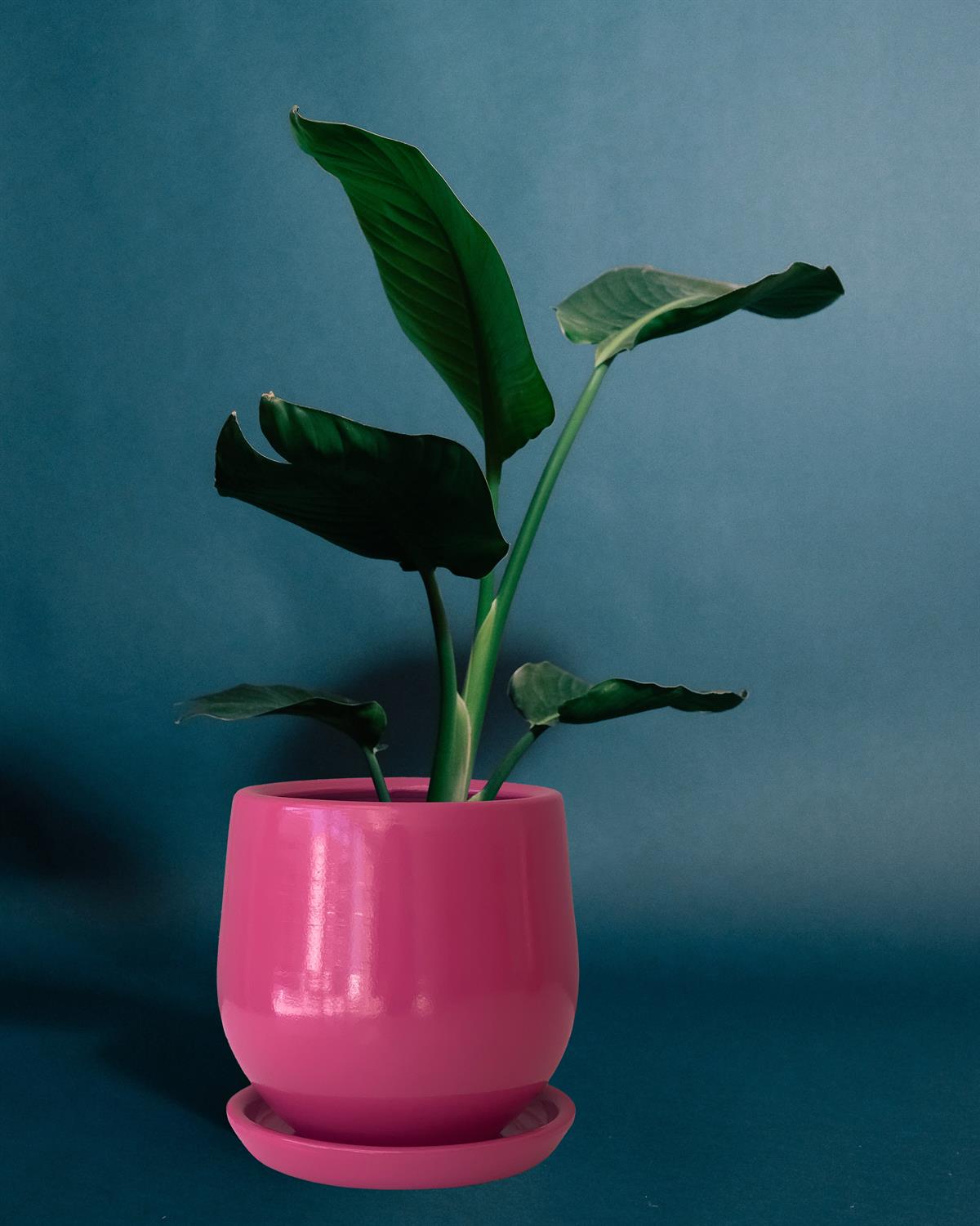 Evdek Tabaklı Armut Pembe Çömlek Saksı 15x15 Cm