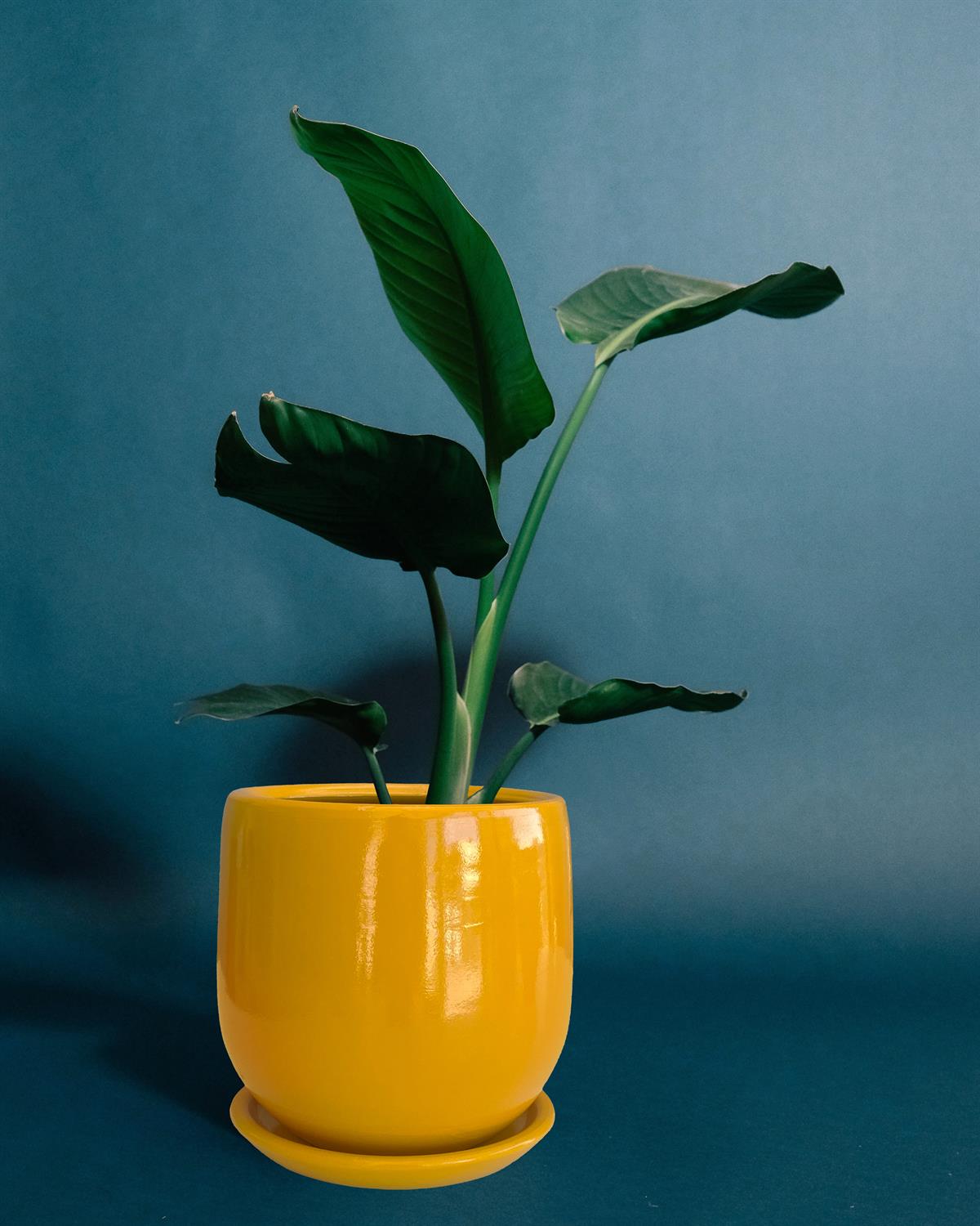 Evdek Tabaklı Armut Sarı Çömlek Saksı 15x15 Cm