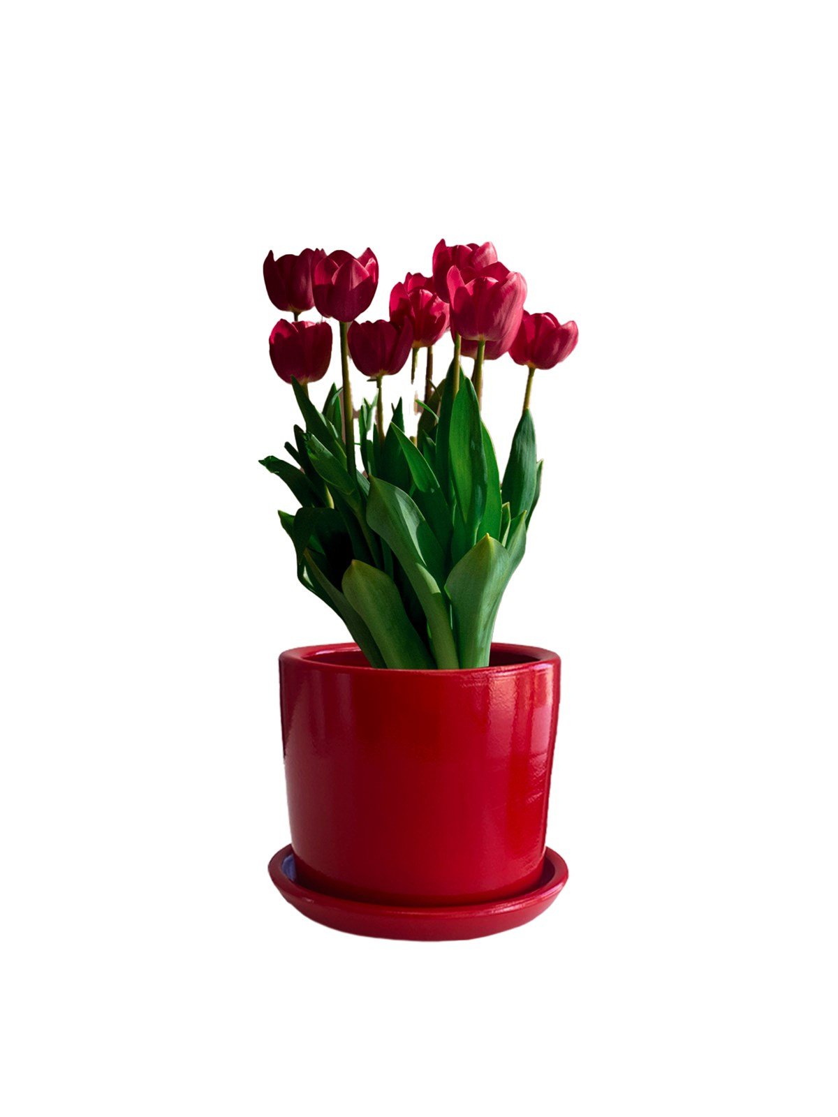 Evdek Tabaklı Kırmızı Silindirik Çömlek Saksı 15x15 Cm