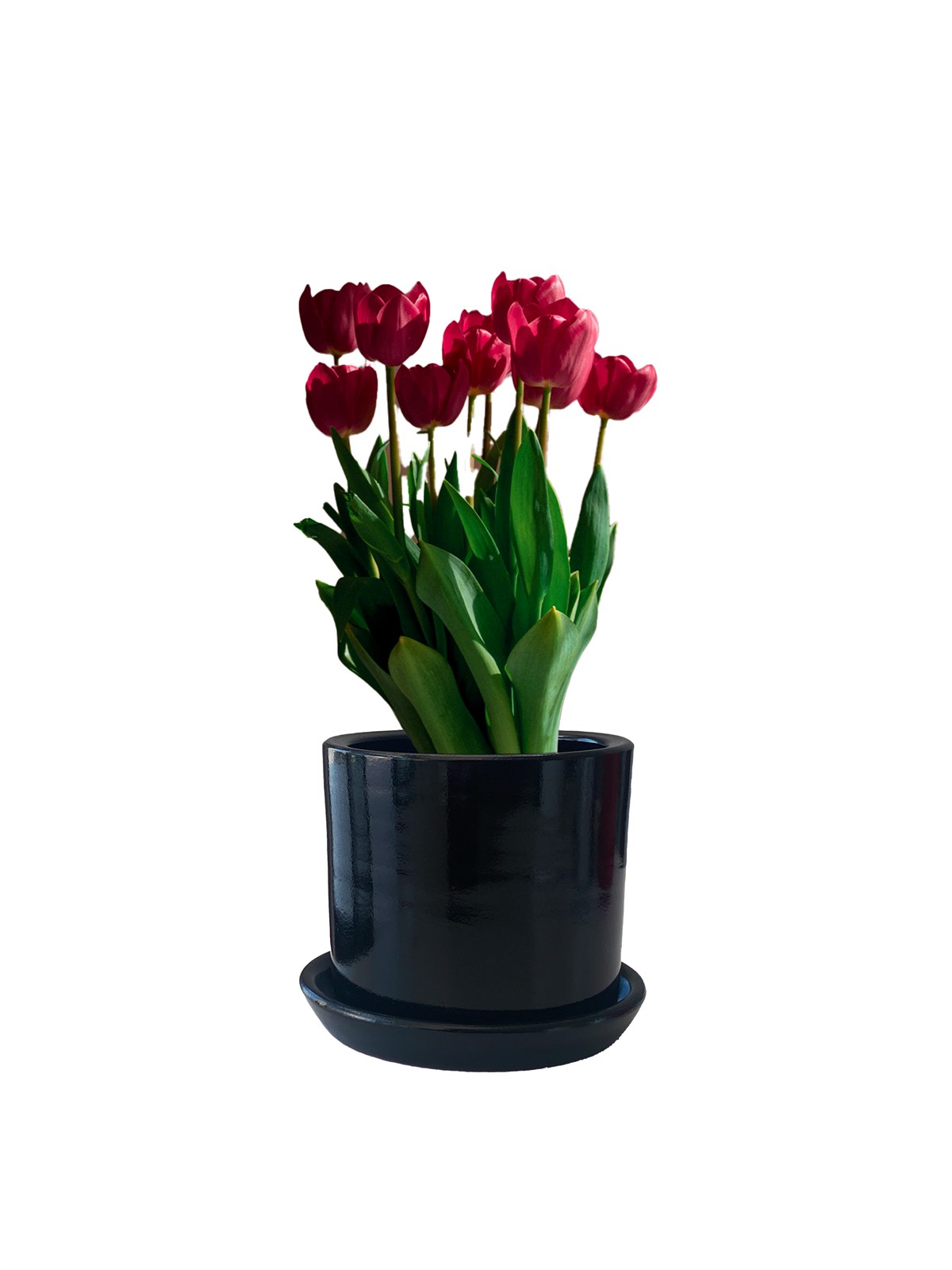 Evdek Tabaklı Siyah Silindirik Çömlek Saksı 15x15 Cm