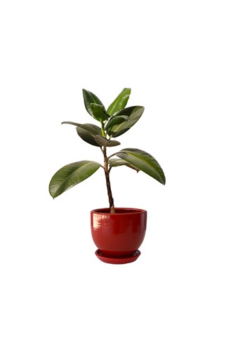 Evdek Tabaklı Kırmızı Çömlek Saksı 19x19 Cm