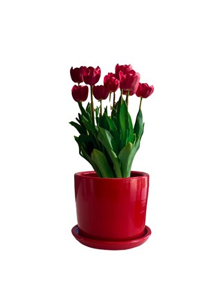 Evdek Tabaklı Kırmızı Silindirik Çömlek Saksı 15x15 Cm