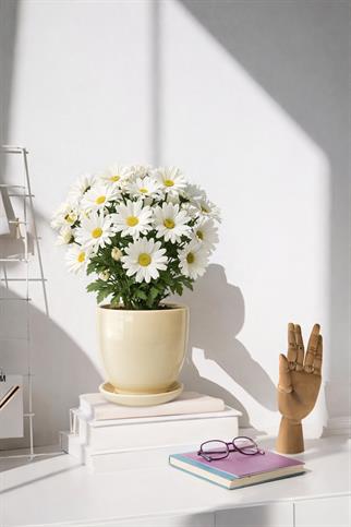 Evdek Tabaklı Krem Çömlek Saksı 19x19 Cm