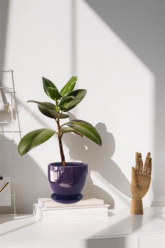 Evdek Tabaklı Mor Çömlek Saksı 19x19 Cm