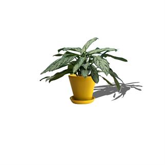 Evdek Tabaklı Sarı Konik Çömlek Saksı 23x23 Cm