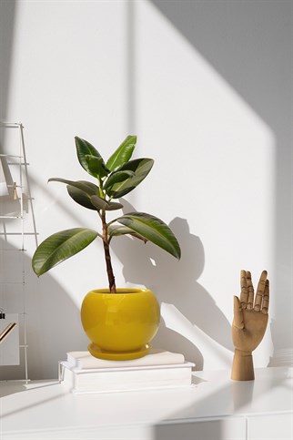 Evdek Tabaklı Sarı Tombul Çömlek Saksı 18x17 Cm