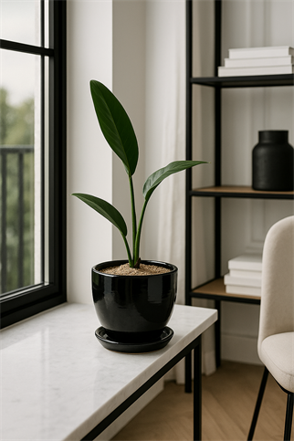 Evdek Tabaklı Siyah Çömlek Saksı 19x19 Cm