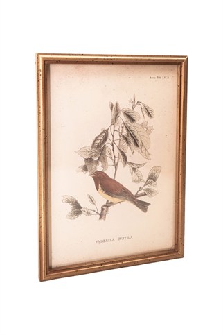 Porland Kuş Tablo 30x2x40 cm