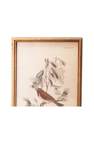 Porland Kuş Tablo 30x2x40 cm