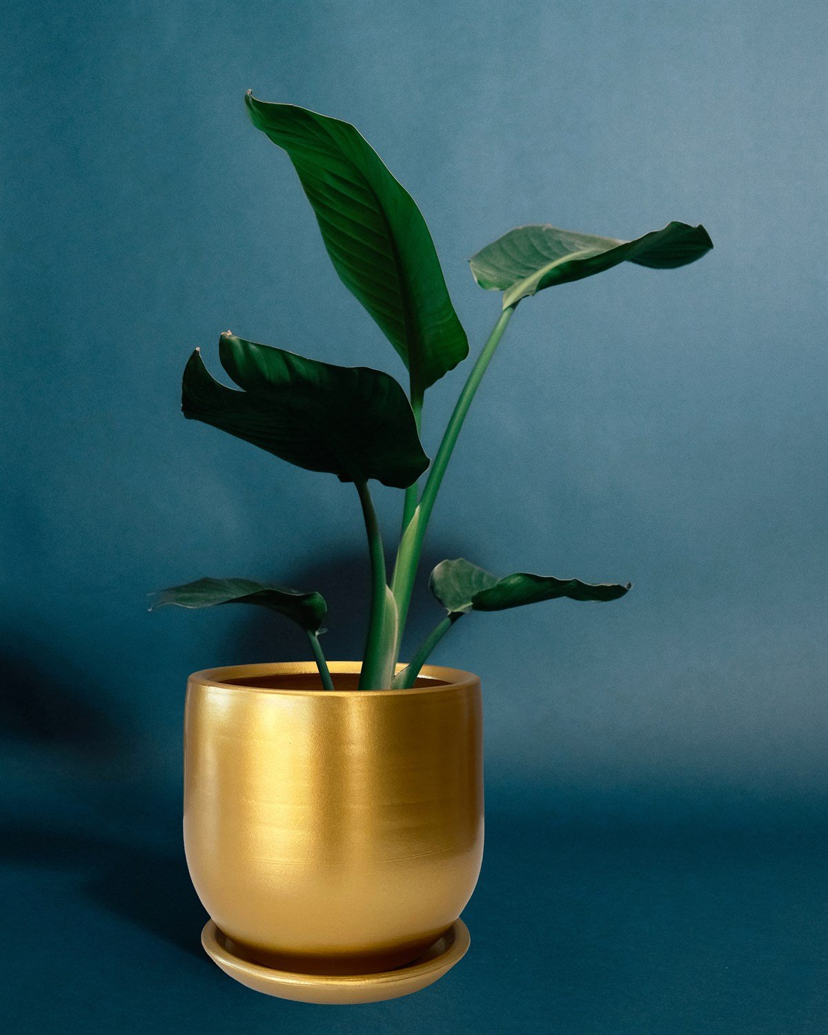 Evdek Tabaklı Armut Altın Çömlek Saksı 17x17 Cm