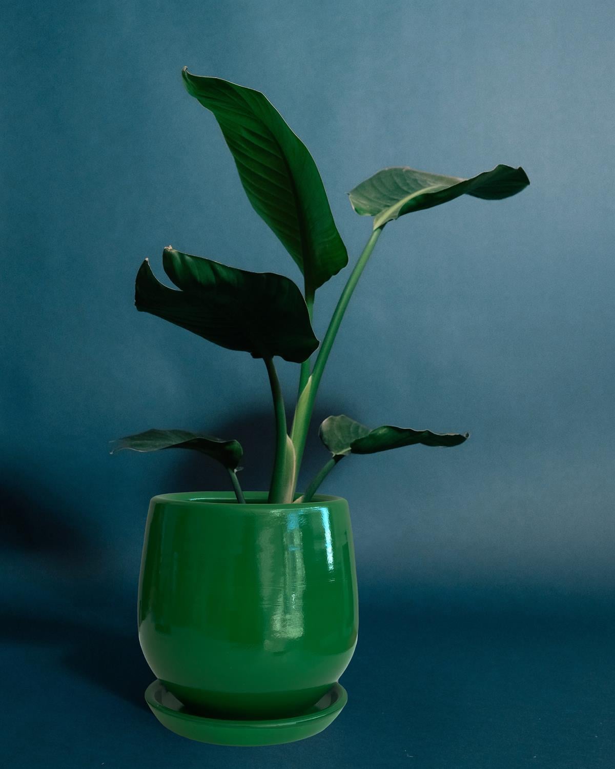 Evdek Tabaklı Armut Çimen Çömlek Saksı 24x20 Cm