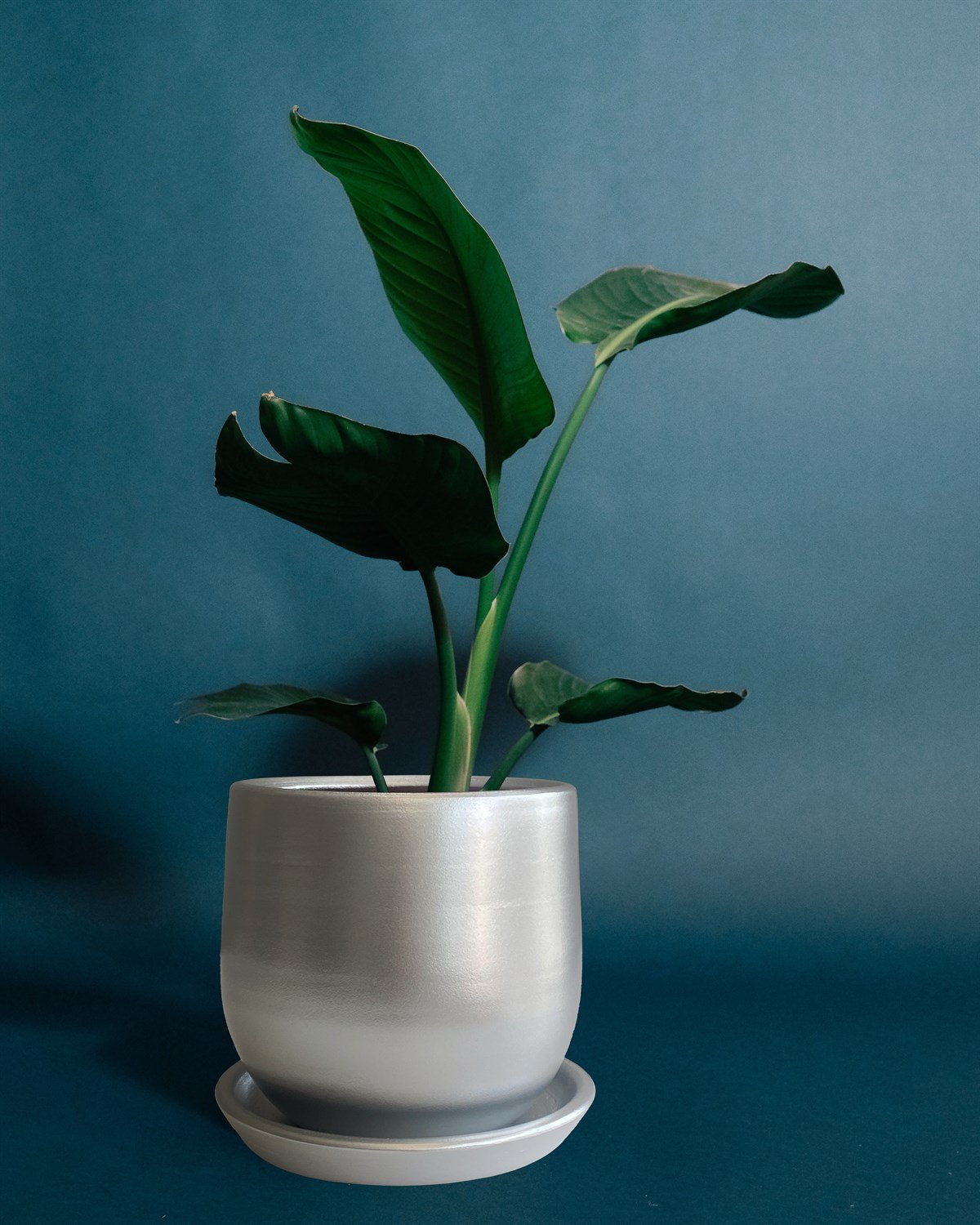 Evdek Tabaklı Armut Gümüş Çömlek Saksı 17x17 Cm